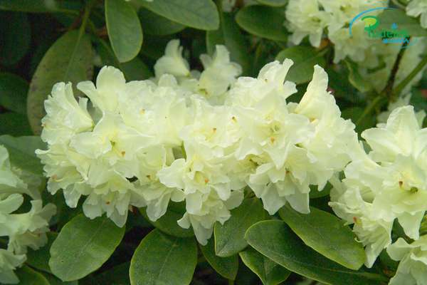 Rhododendron Quest